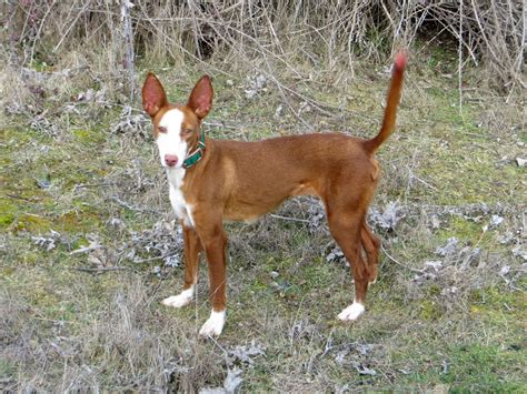 venta de podencos andaluces en madrid|Cachorros de podenco andaluz. Los Serracines